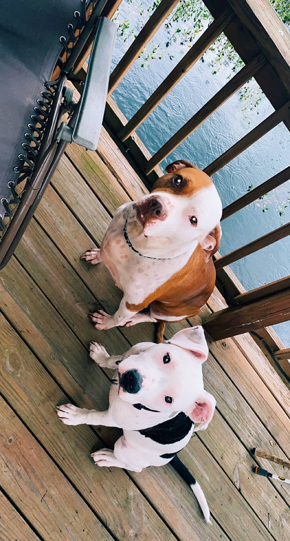 Willow joined the competition — help win amazing prizes! canidae, child, fawn, fun, fur, handrail, happy, hardwood, leisure, line, metal, nose, pattern, snout, suidae, toy, wood, wood_stain