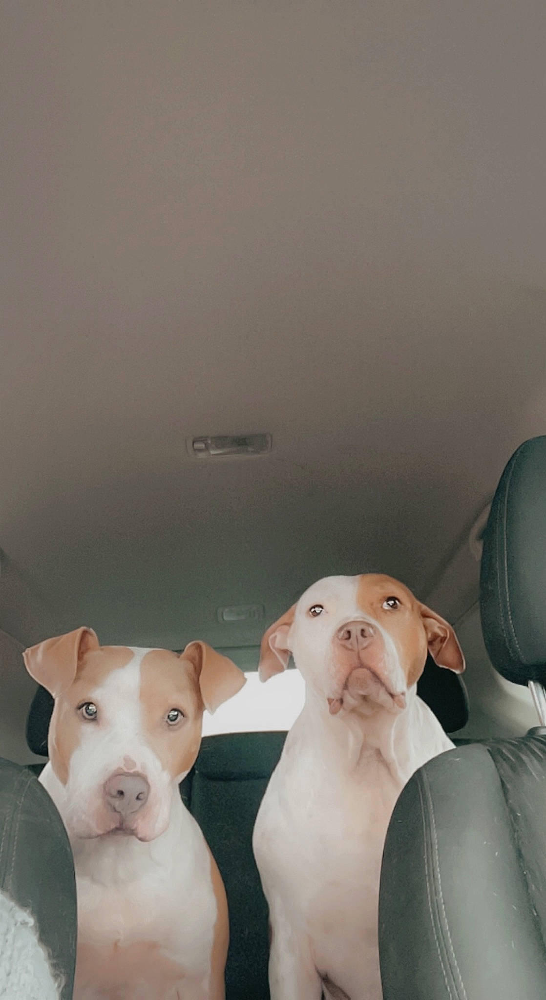 Willow is registered to the contest to win money with this photo: art, comfort, companion_dog, dog, dog_breed, domestic_pig, eyewear, fawn, flash_photography, flooring, foot, human_leg, room, sitting, snout, stuffed_toy, suidae, toy, whiskers, working_animal