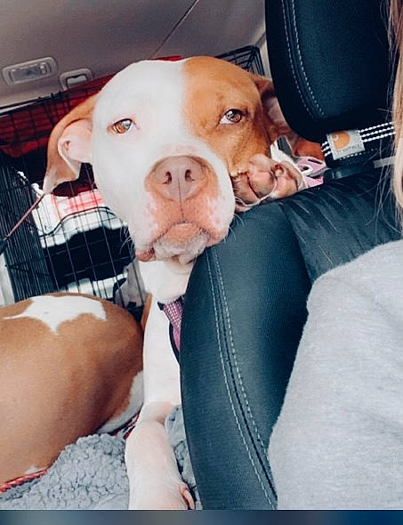 Willow is registered to the contest to win money with this photo: abdomen, carnivore, collar, comfort, companion_dog, dog, dog_breed, dog_collar, ear, eyewear, fawn, fur, human_leg, lap, nail, selfie, thigh, toy_dog, whiskers, working_animal