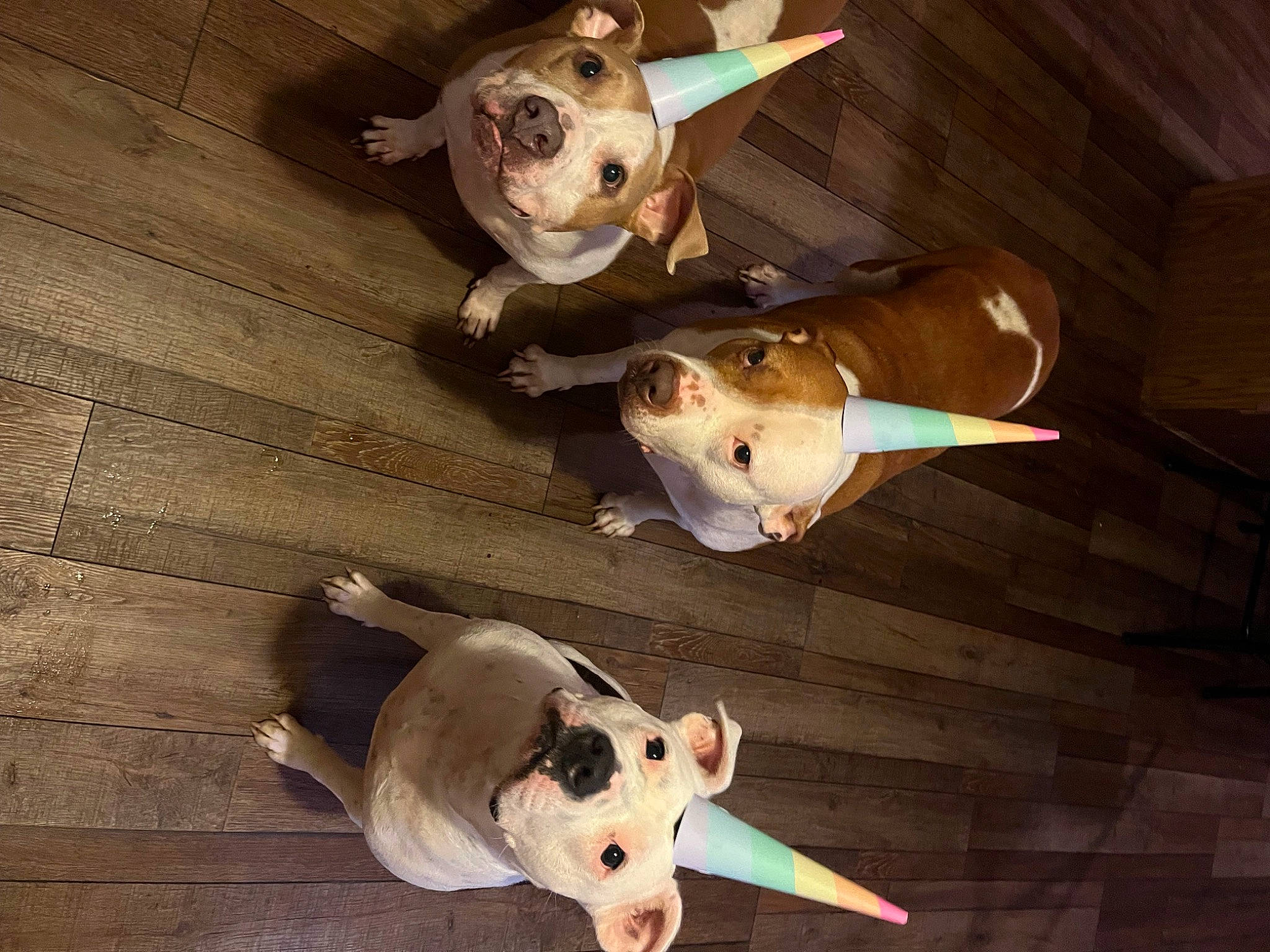 Willow is registered to the contest to win money with this photo: baby_toys, canidae, carmine, companion_dog, dog_breed, fawn, flooring, hardwood, livestock, mammal, metal, plastic, plywood, suidae, tail, toy, varnish, white, wood, working_animal