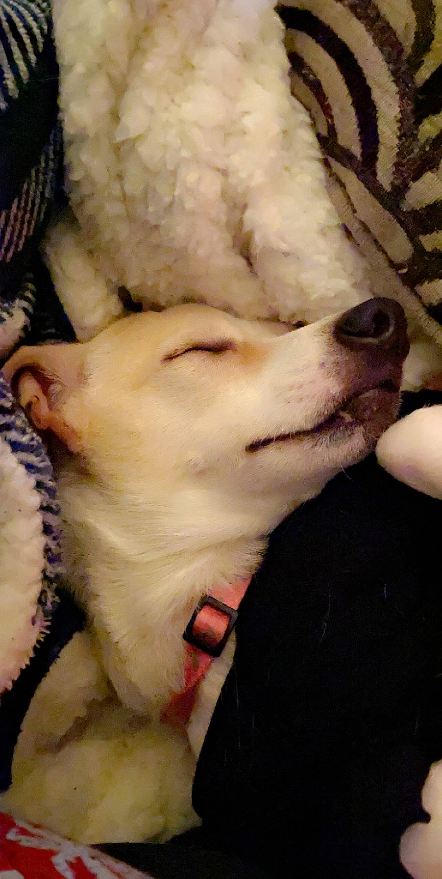 Mylo is registered to the contest to win money with this photo: american_eskimo_dog, ball, canidae, carnivore, companion_dog, dog, dog_breed, ear, fang, fawn, felidae, fur, non_sporting_group, paw, puppy, snout, spitz, sporting_group, vertebrate, whiskers