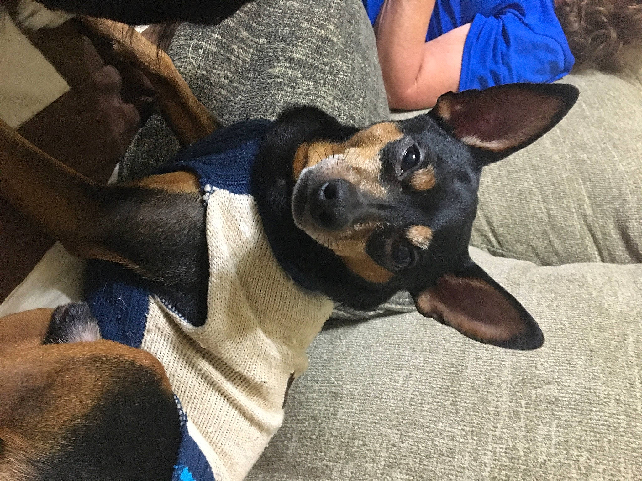 Sosa is registered to the contest to win money with this photo: blue, canidae, carnivore, comfort, companion_dog, dog, dog_breed, ear, electric_blue, fawn, fur, guard_dog, paw, shorts, snout, sporting_group, terrestrial_animal, toy_dog, working_animal, working_dog