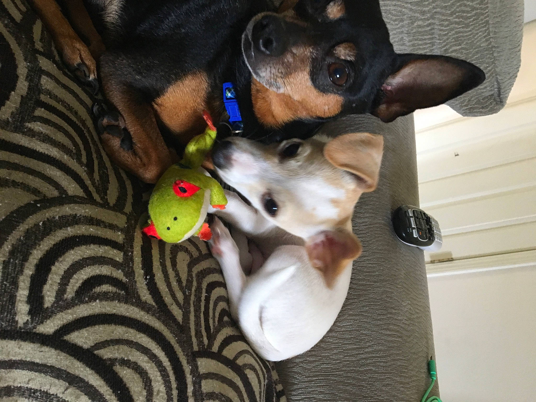 Sosa is registered to the contest to win money with this photo: canidae, carnivore, collar, comfort, companion_dog, dog, dog_breed, dog_supply, fawn, fur, guard_dog, mammal, pet_supply, plush, sporting_group, stuffed_toy, tail, toy, toy_dog, working_animal