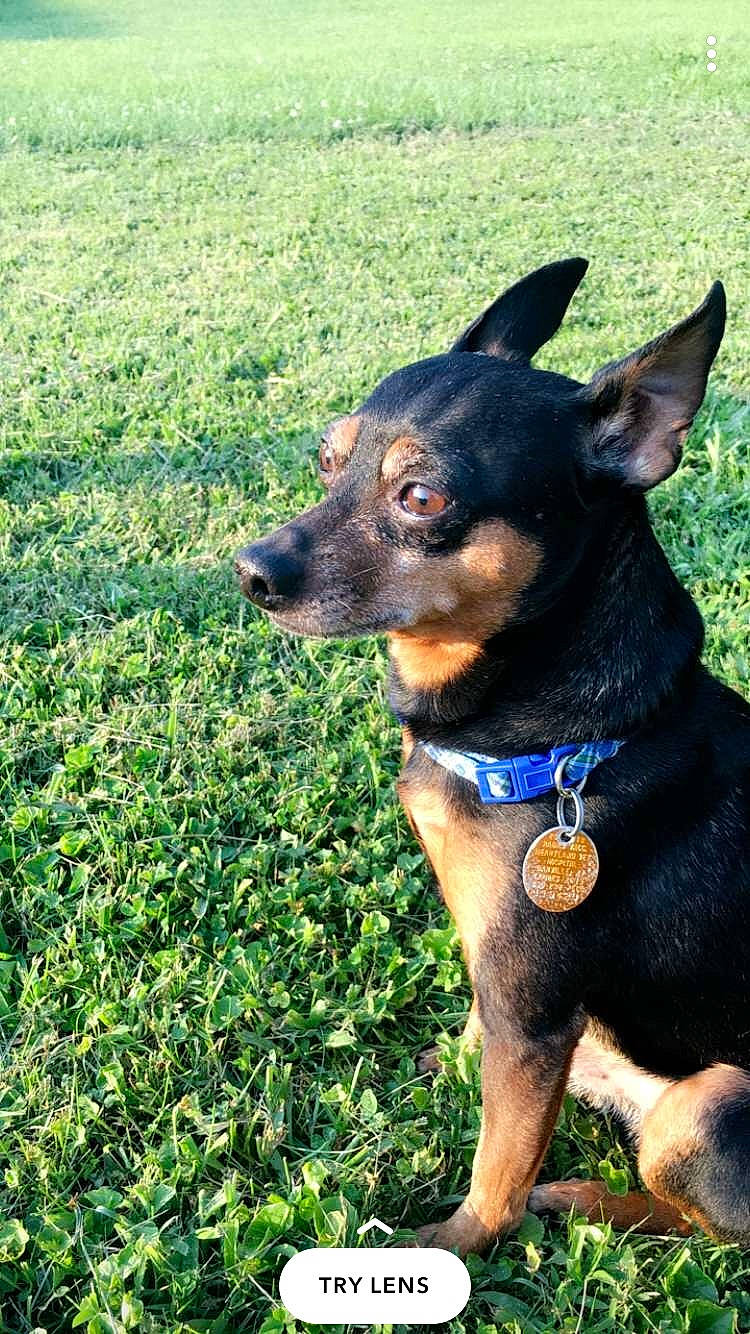 Sosa joined the competition — help win amazing prizes! canidae, carnivore, collar, companion_dog, dog, dog_breed, dog_collar, dog_supply, east_european_shepherd, electric_blue, grass, groundcover, guard_dog, herding_dog, pinscher, plant, snout, sporting_group, working_animal, working_dog