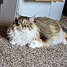 Lily is registered to the contest to win money with this photo: cat, calico_cat, long_hair, fluffy, green_eyes, whiskers, animal, pet, feline, lying_down, carpet, indoor, cardboard_box, home, portrait, closeup, colorful_fur, white_fur, brown_fur, relaxed