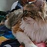 Lily is registered to the contest to win money with this photo: cat, persian_cat, fluffy, long_hair, white_fur, brown_fur, pet, animal, whiskers, green_eyes, face, close_up, portrait, indoors, blanket, fabric, lounging, sitting, colorful_background, domestic_animal