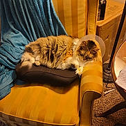 Lily joined the competition — help win amazing prizes! cat, fluffy_cat, long_hair, pet, animal, cone_collar, protective_collar, sleeping, lounging, armchair, yellow_chair, blue_blanket, living_room, indoor, cozy, furniture, warm_lighting, carpet, relaxed, portrait