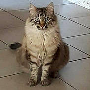 Jagger participe au concours pour gagner de l'argent avec cette photo : cat, tabby, fluffy, indoor, floor, tile, pet, animal, feline, sitting, curious, eyes, whiskers, ears, fur, domestic, cute, looking, alone, portrait