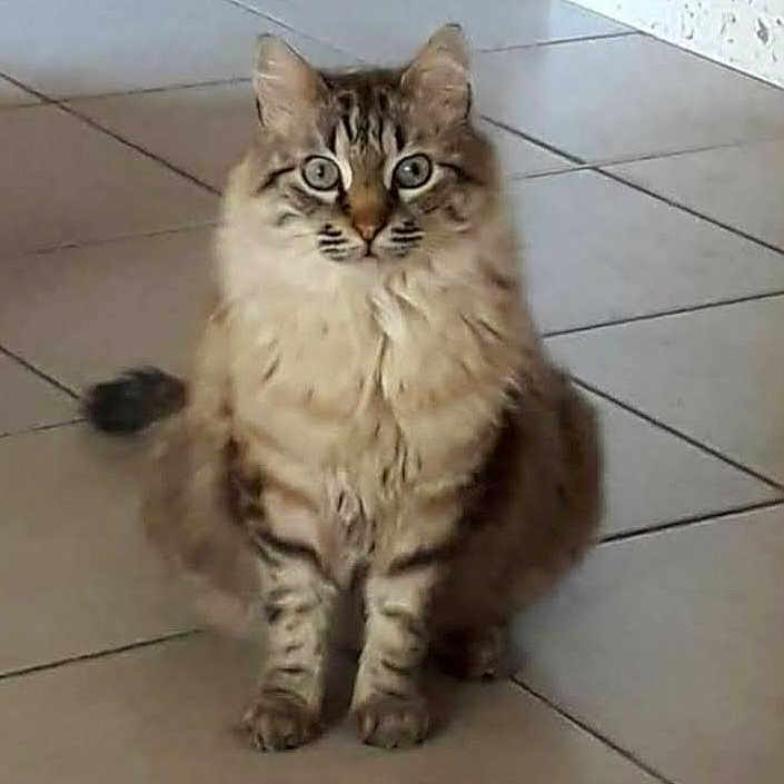 Jagger participe au concours pour gagner de l'argent avec cette photo : cat, tabby, fluffy, indoor, floor, tile, pet, animal, feline, sitting, curious, eyes, whiskers, ears, fur, domestic, cute, looking, alone, portrait