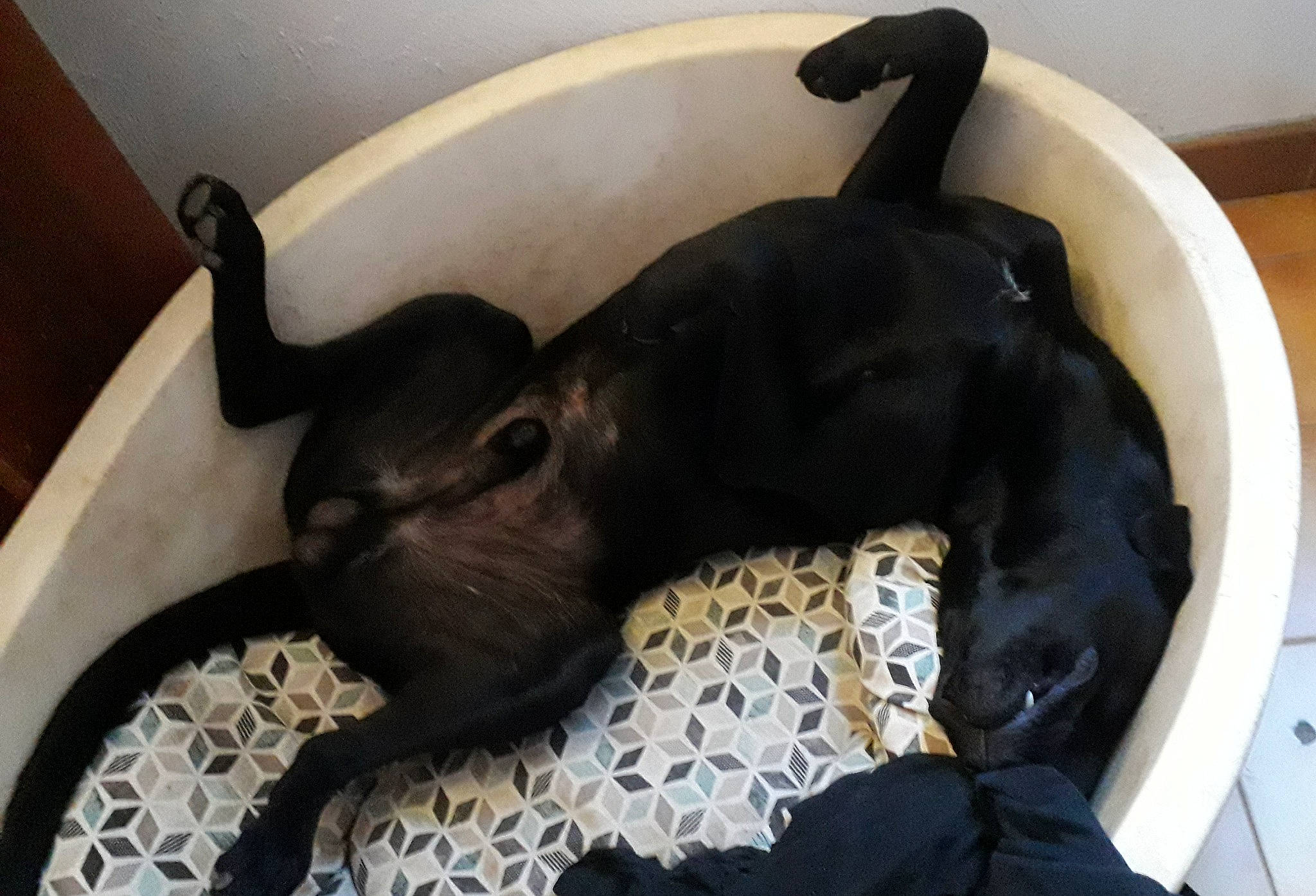 Falko participe au concours pour gagner de l'argent avec cette photo : canidae, carnivore, comfort, companion_dog, dog, dog_breed, fawn, felidae, fur, guard_dog, mammal, pet_supply, small_to_medium_sized_cats, snout, sporting_group, tail, terrestrial_animal, toy_dog, whiskers, working_animal