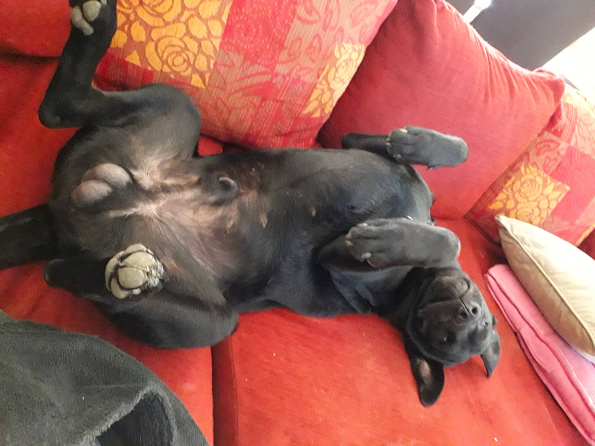 Falko participe au concours pour gagner de l'argent avec cette photo : canidae, carnivore, club_chair, comfort, companion_dog, couch, dog, dog_breed, dog_supply, fawn, grey, guard_dog, linens, liver, nap, snout, sporting_group, tail, toy_dog, working_animal