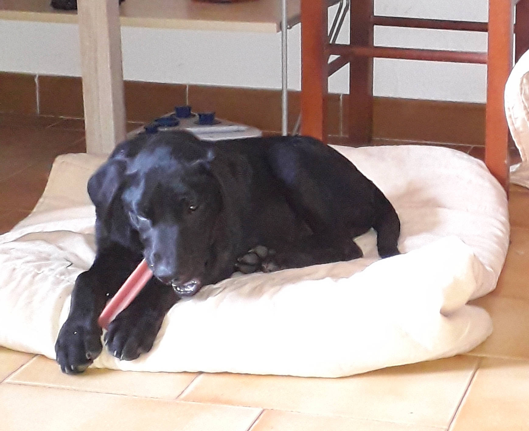 Falko participe au concours pour gagner de l'argent avec cette photo : bed, borador, canidae, carnivore, comfort, companion_dog, dog, dog_breed, dog_supply, flooring, fur, guard_dog, gun_dog, mammal, pet_supply, retriever, snout, sporting_group, terrestrial_animal, working_animal