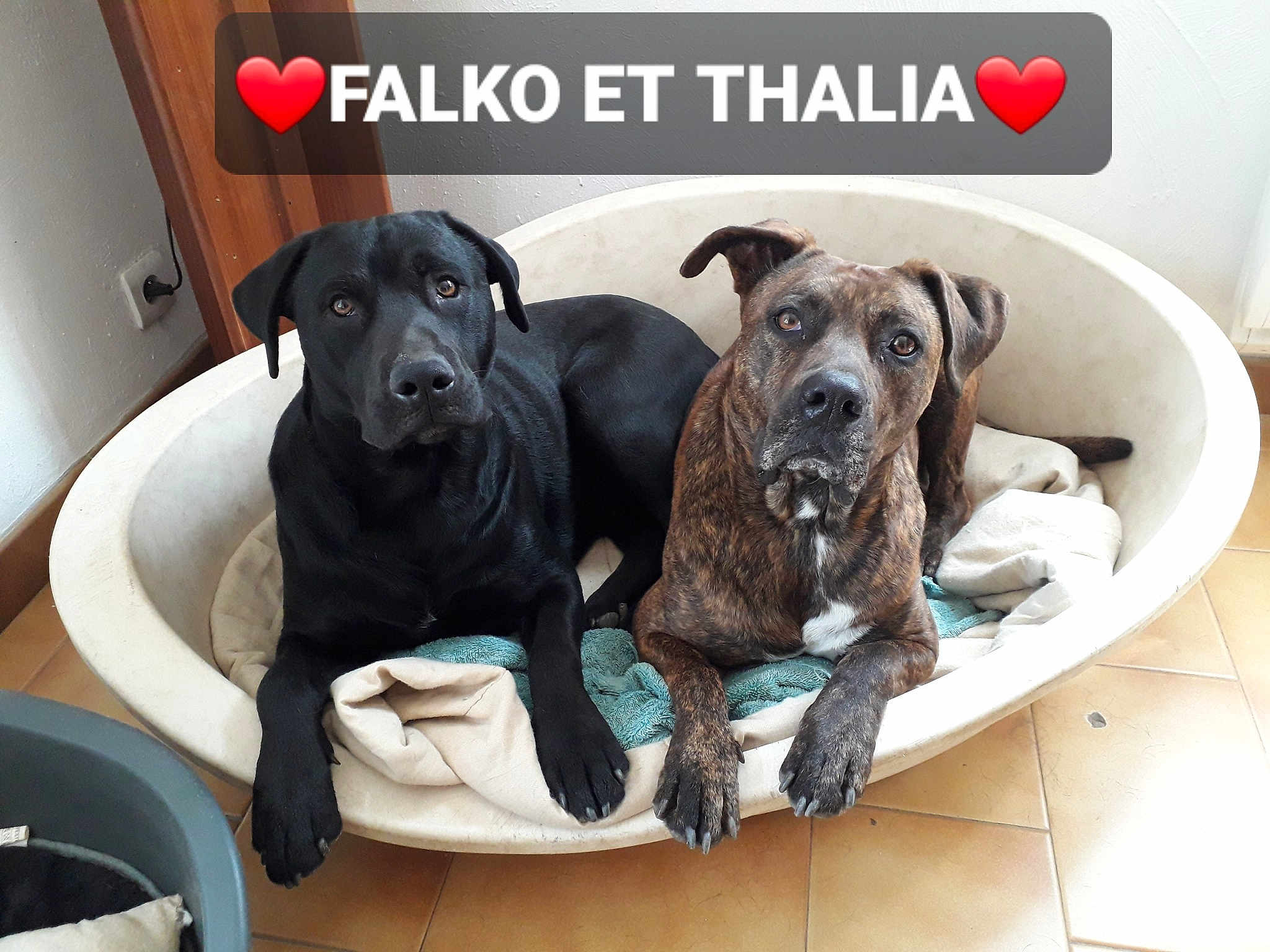 Falko
