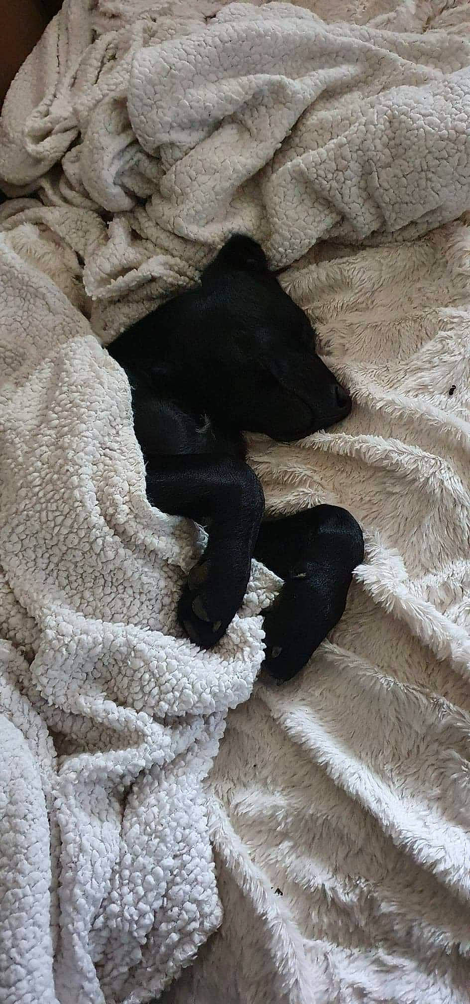 Falko a rejoint le concours — aidez-le/la à gagner de superbes lots ! art, carnivore, comfort, fawn, felidae, fur, gesture, grey, human_leg, linens, pattern, rock, sculpture, snout, statue, tail, textile, tints_and_shades, window, wood