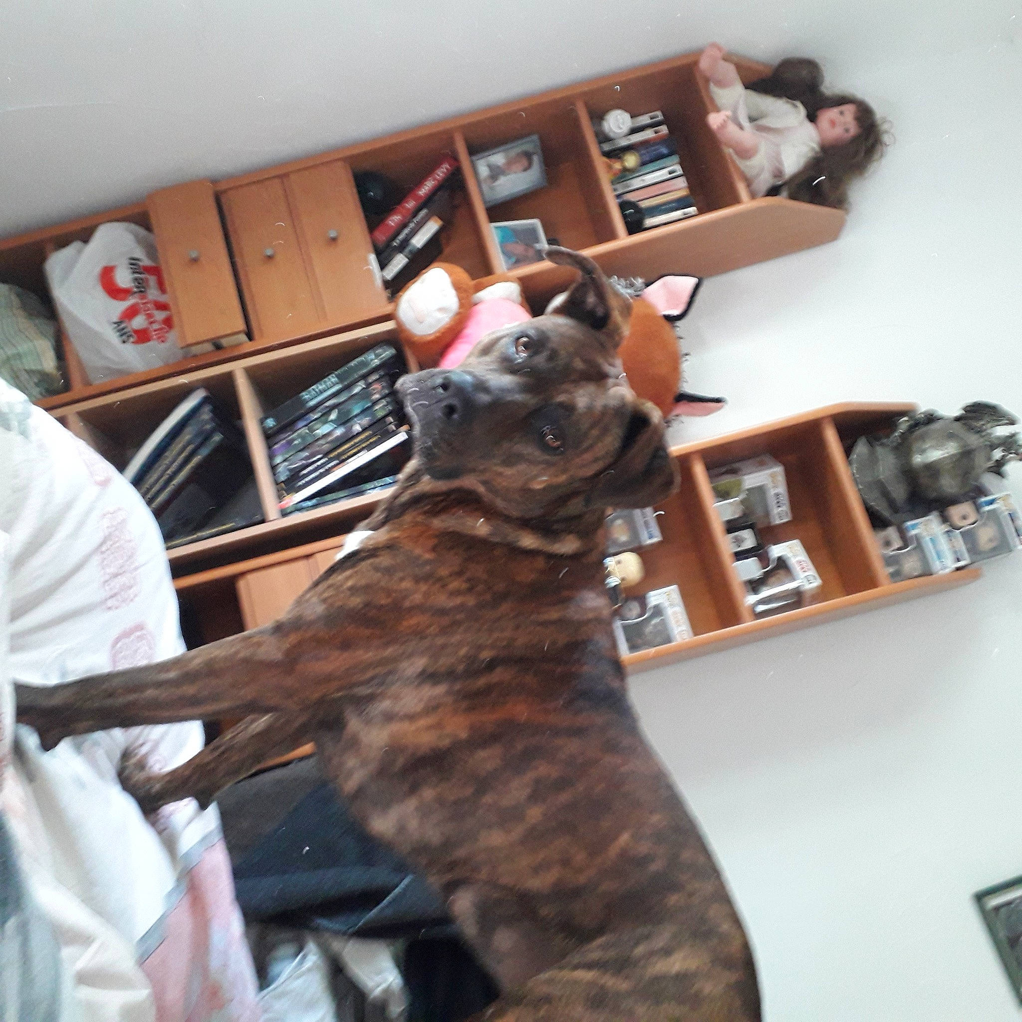 Thalia participe au concours pour gagner de l'argent avec cette photo : book, bookcase, carnivore, companion_dog, couch, dog, dog_breed, felidae, fur, picture_frame, room, shelf, shelving, small_to_medium_sized_cats, snout, tail, toy, whiskers, wood, working_animal