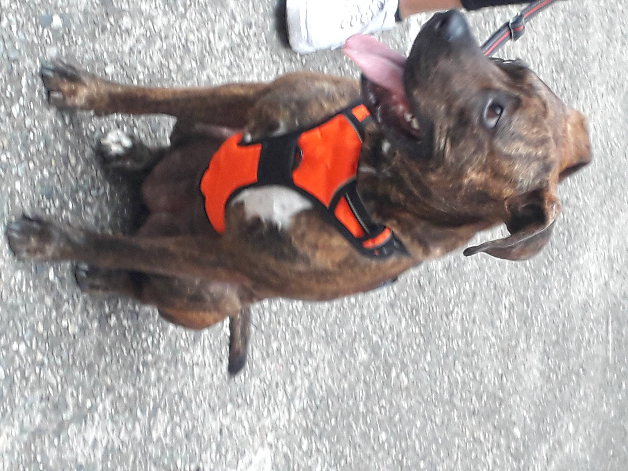 Thalia participe au concours pour gagner de l'argent avec cette photo : canidae, carnivore, collar, companion_dog, dog, dog_breed, dog_clothes, dog_collar, dog_supply, ear, fashion_accessory, fawn, leash, liver, paw, pet_supply, snout, sporting_group, tail, working_animal