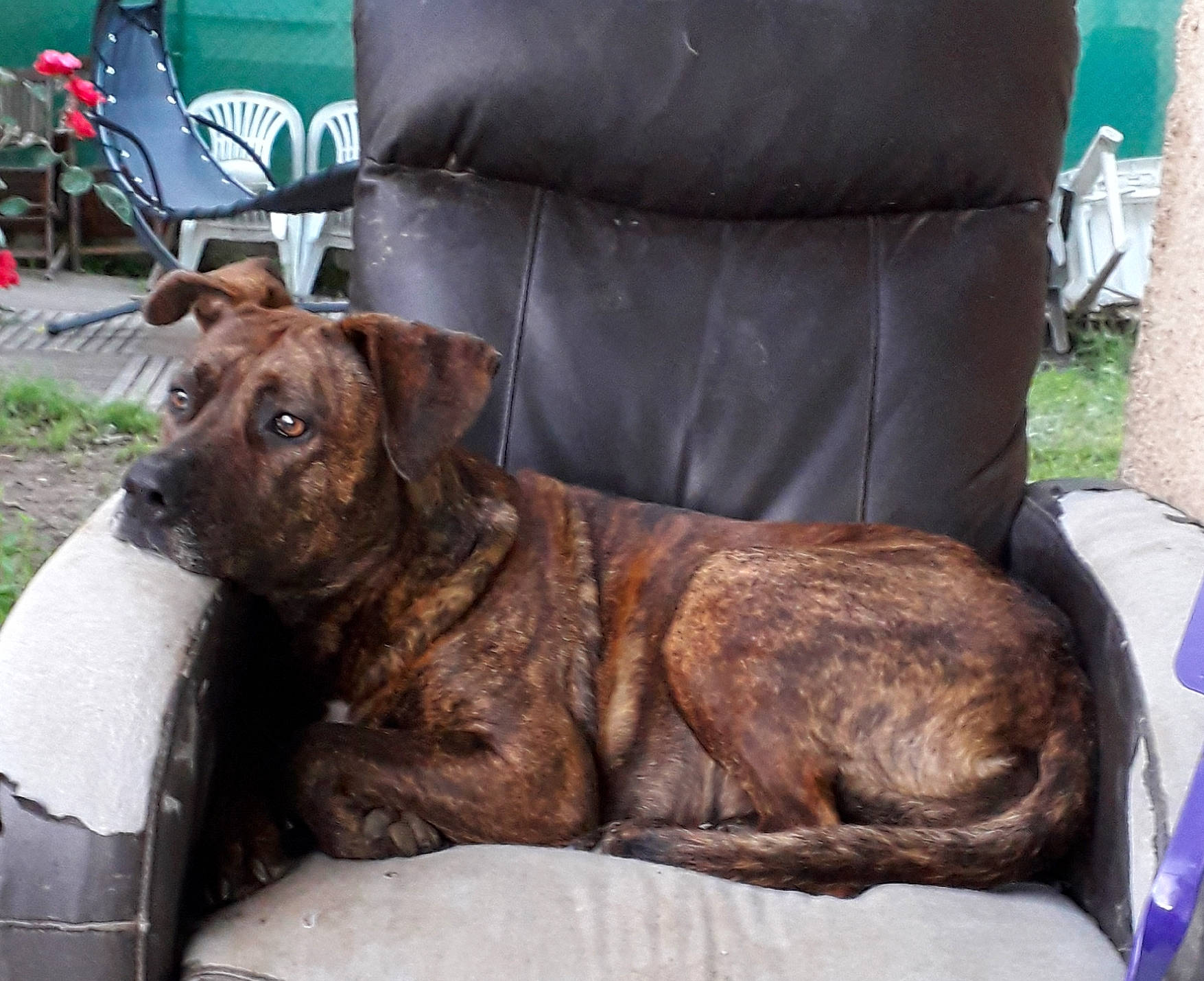 Thalia participe au concours pour gagner de l'argent avec cette photo : armrest, carnivore, chair, collar, comfort, companion_dog, dog, dog_breed, dog_collar, fawn, fur, guard_dog, liver, plant, sleeper_chair, snout, sporting_group, terrestrial_animal, whiskers, working_animal