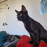 Rapidou participe au concours pour gagner de l'argent avec cette photo : alert, animal, black_cat, blanket, cat, cozy, curious, cushion, decor, feline, furniture, indoor, living_room, pet, portrait, red_cushion, sitting, text_on_wall, wall_decal, yellow_eyes