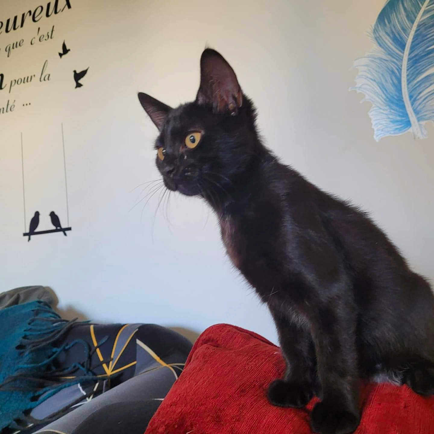Rapidou participe au concours pour gagner de l'argent avec cette photo : alert, animal, black_cat, blanket, cat, cozy, curious, cushion, decor, feline, furniture, indoor, living_room, pet, portrait, red_cushion, sitting, text_on_wall, wall_decal, yellow_eyes
