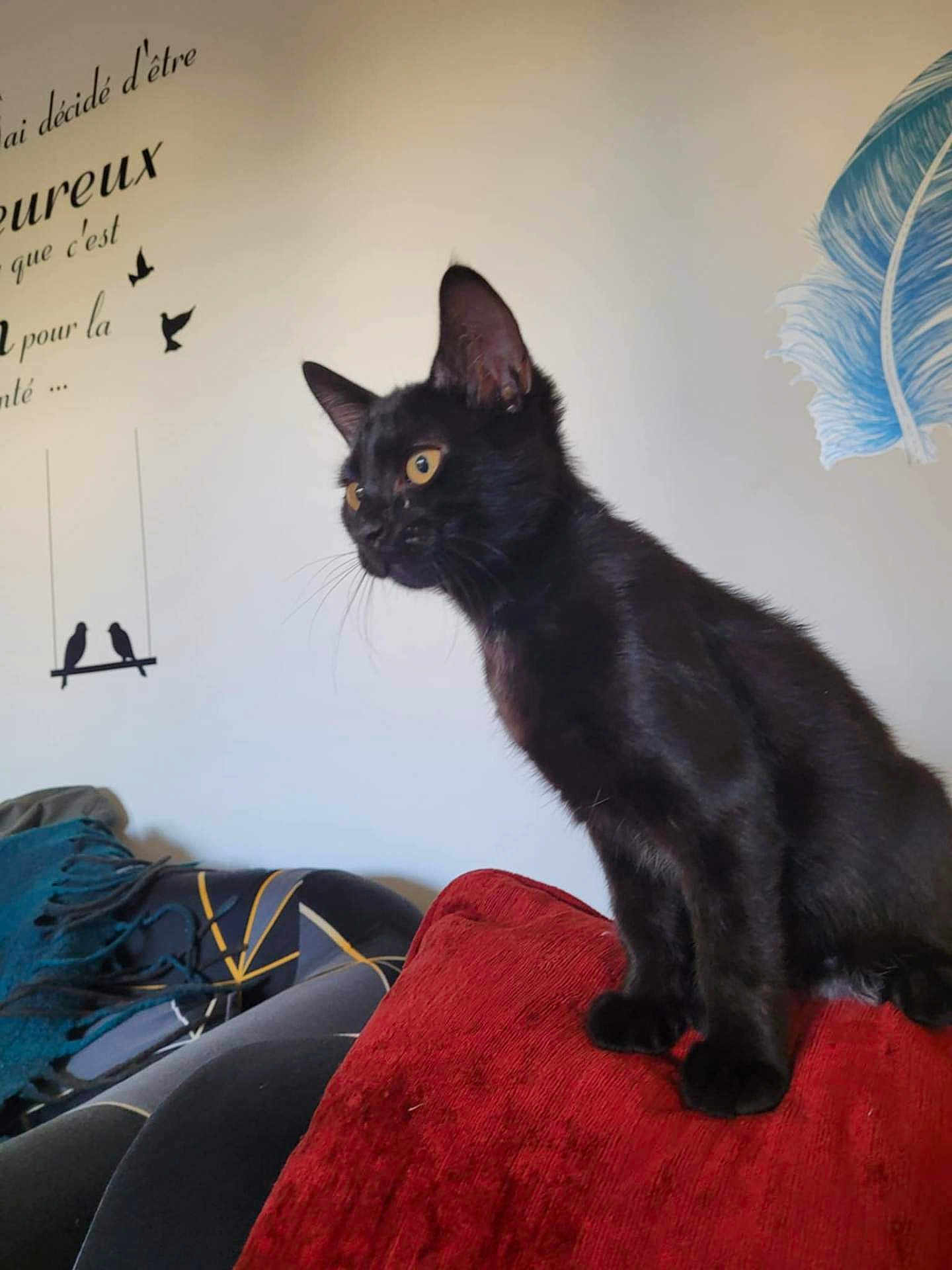 Rapidou participe au concours pour gagner de l'argent avec cette photo : alert, animal, black_cat, blanket, cat, cozy, curious, cushion, decor, feline, furniture, indoor, living_room, pet, portrait, red_cushion, sitting, text_on_wall, wall_decal, yellow_eyes