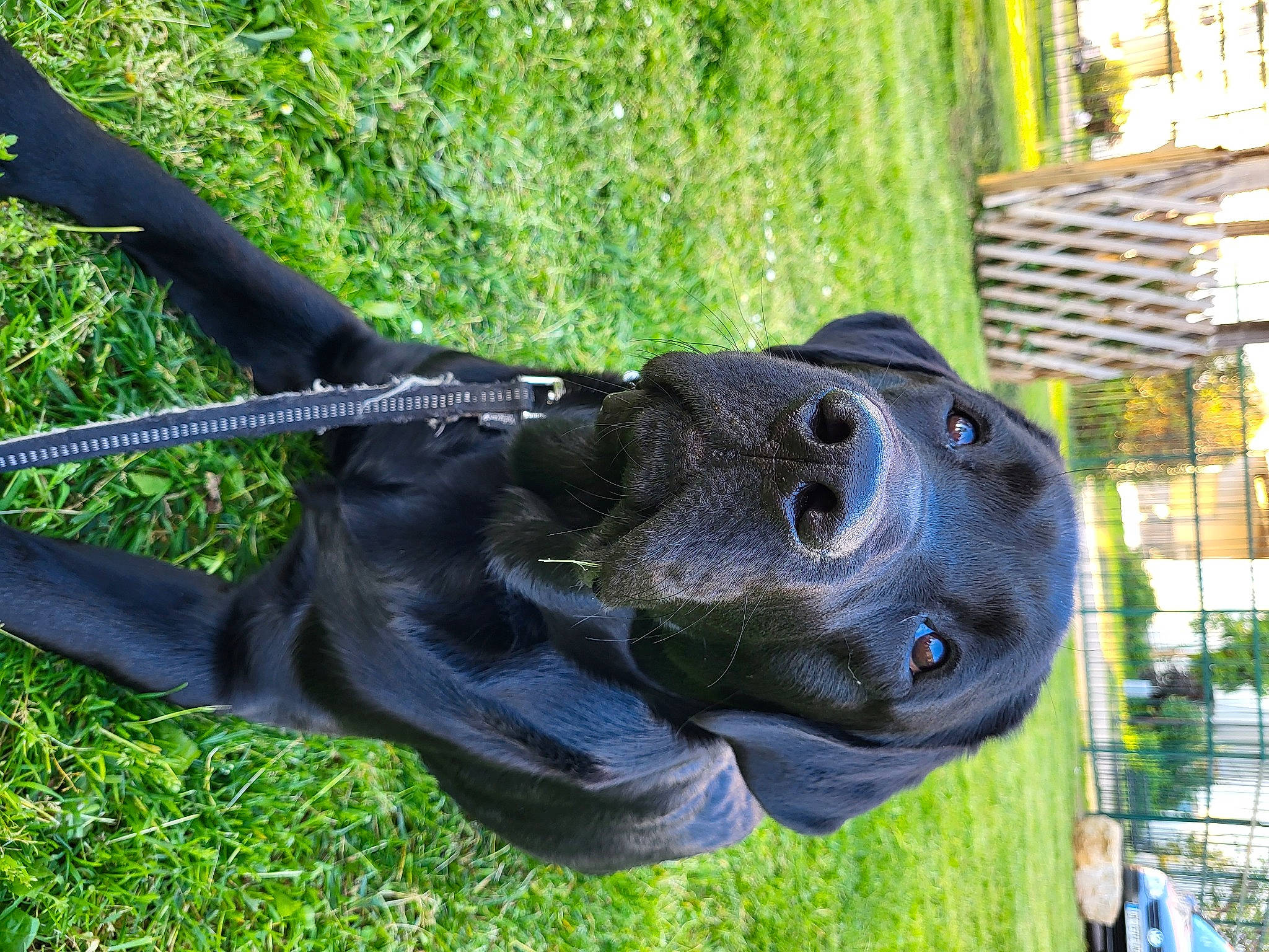 Iron a rejoint le concours — aidez-le/la à gagner de superbes lots ! art, canidae, dog, dog_breed, electric_blue, fashion_accessory, glove, grass, lawn_ornament, metal, personal_protective_equipment, plant, recreation, sculpture, snout, sporting_group, statue, terrestrial_animal, tree, working_animal