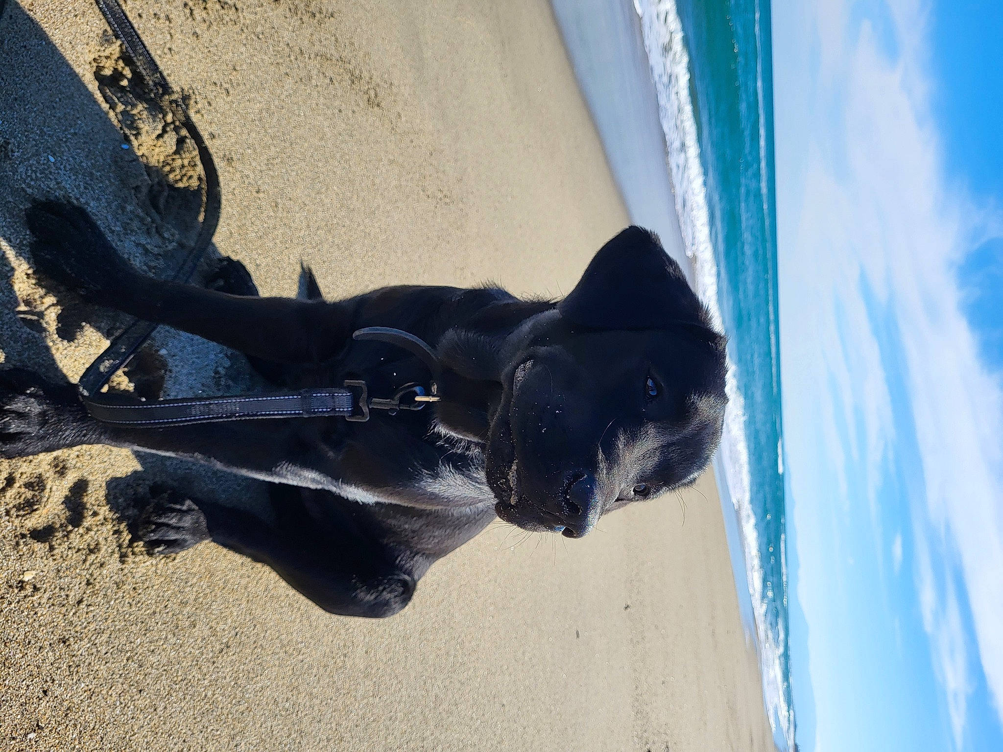 Iron a rejoint le concours — aidez-le/la à gagner de superbes lots ! automotive_tire, beach, carnivore, cloud, dog, dog_breed, electric_blue, freezing, reflection, sculpture, shadow, sky, sporting_group, tail, tints_and_shades, water, wind, window, winter, wood