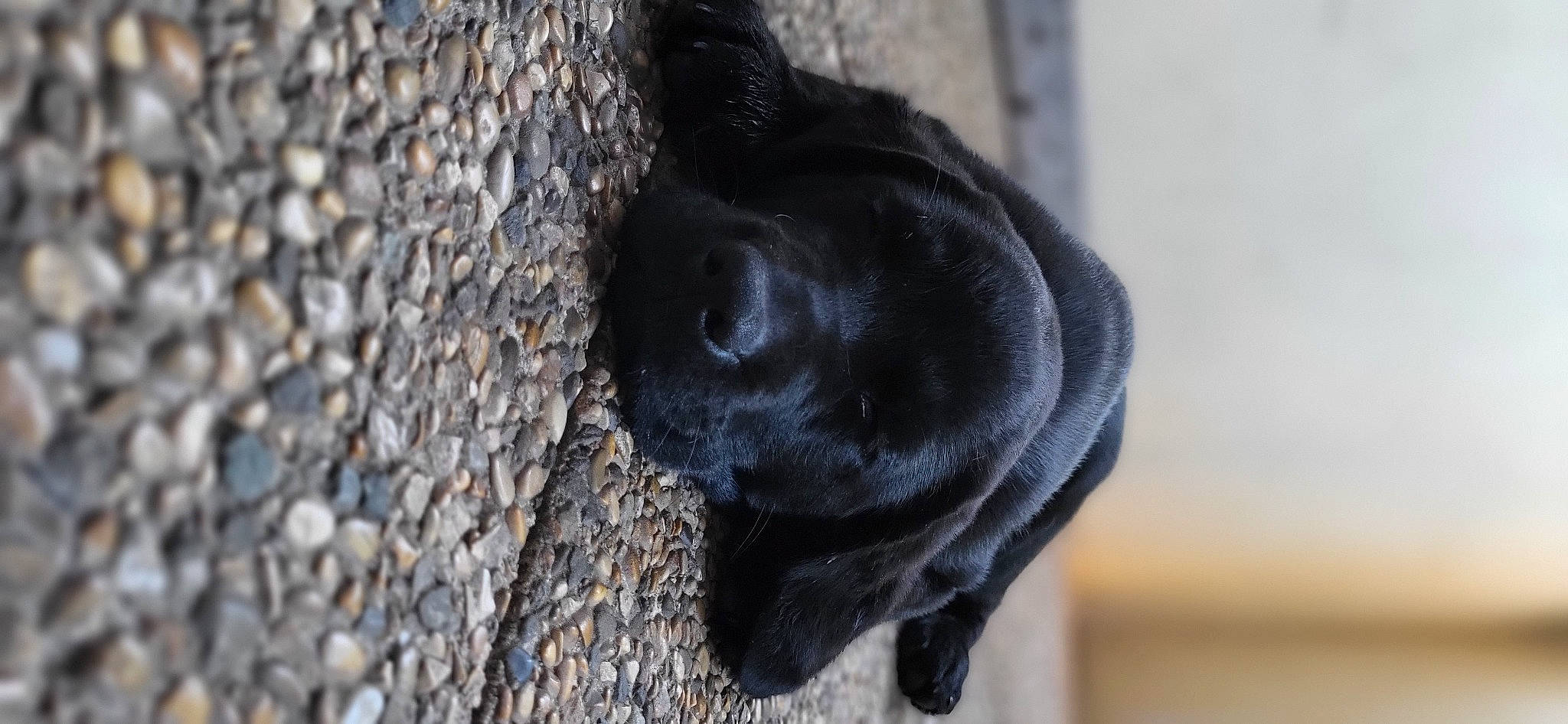 Iron participe au concours pour gagner de l'argent avec cette photo : borador, canidae, carnivore, companion_dog, dog, dog_breed, fur, grey, gun_dog, liver, plant, snout, sporting_group, tail, terrestrial_animal, tree, trunk, whiskers, wood, working_animal