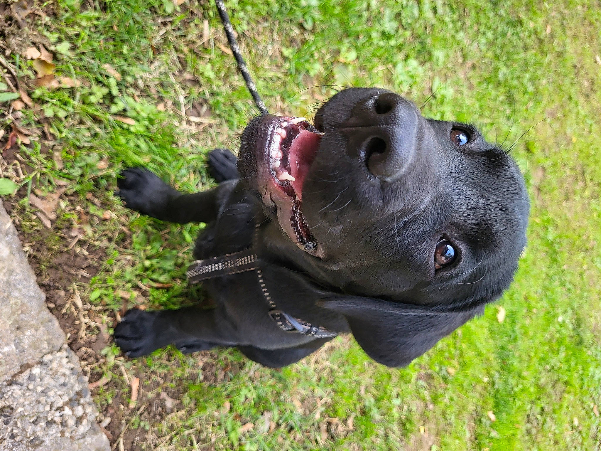 Iron a rejoint le concours — aidez-le/la à gagner de superbes lots ! canidae, carnivore, collar, companion_dog, dog, dog_breed, dog_collar, fashion_accessory, fawn, grass, guard_dog, leash, liver, personal_protective_equipment, plant, sculpture, snout, sporting_group, terrestrial_animal, working_animal