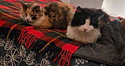 Bobby a rejoint le concours — aidez-le/la à gagner de superbes lots ! cats, three_cats, kitten, fluffy, long_hair, black_and_white_cat, calico_cat, tabby_cat, pet, animal, indoors, bed, blanket, bedspread, bedroom, relaxed, lying_down, front_view, home, fan