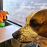 Molly participe au concours pour gagner de l'argent avec cette photo : dog, canine, brown_and_white, close_up, profile, eye, nose, muzzle, fur, short_hair, pet, animal, vehicle, window, commuter, toy, orange_toy, indoor, travel, portrait