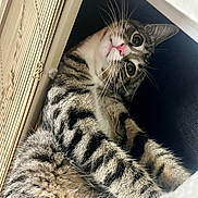 Jasper is registered to the contest to win money with this photo: animal, blinds, cat, close_up, cozy, curious, cute, feline, indoor, nook, pet, pink_nose, relaxed, resting, soft_fur, striped_fur, tabby, whiskers, wide_eyes, window_covering