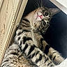 animal, blinds, cat, close_up, cozy, curious, cute, feline, indoor, nook, pet, pink_nose, relaxed, resting, soft_fur, striped_fur, tabby, whiskers, wide_eyes, window_covering