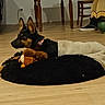 dog, bed, stuffed_toy, blanket, wooden_floor, collar, indoor, furniture, chair, table, shoes, relaxed, pet, animal, floor, home, cozy, black_bed, brown_toy, calm