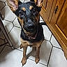 dog, puppy, black_and_tan, large_ears, floor, tile_floor, kitchen, wooden_cabinet, indoor, pet, looking_up, collar, curious, young_dog, canine, animal, domestic, ears, waiting, brown_black