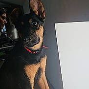Princesse a rejoint le concours — aidez-le/la à gagner de superbes lots ! puppy, dog, indoor, window, red_collar, ears, floor, person, shadow, light, wooden_floor, curious, black_and_tan, sitting, pet, domestic_animal, young_dog, portrait, animal, companion
