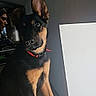 puppy, dog, indoor, window, red_collar, ears, floor, person, shadow, light, wooden_floor, curious, black_and_tan, sitting, pet, domestic_animal, young_dog, portrait, animal, companion