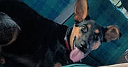 Princesse a rejoint le concours — aidez-le/la à gagner de superbes lots ! dog, car, seat, blue, plaid, tongue_out, ears, pet, animal, inside, vehicle, happy, smiling, collar, window, daylight, backseat, fur, canine, travel