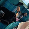 dog, car, seat, blue, plaid, tongue_out, ears, pet, animal, inside, vehicle, happy, smiling, collar, window, daylight, backseat, fur, canine, travel