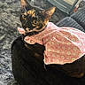 cat, tortoiseshell_cat, pet, animal, feline, portrait, close_up, floral_clothing, pink_dress, fashion, whiskers, ears, yellow_eyes, black_fur, orange_fur, sitting, lounging, chair, indoor, carpet