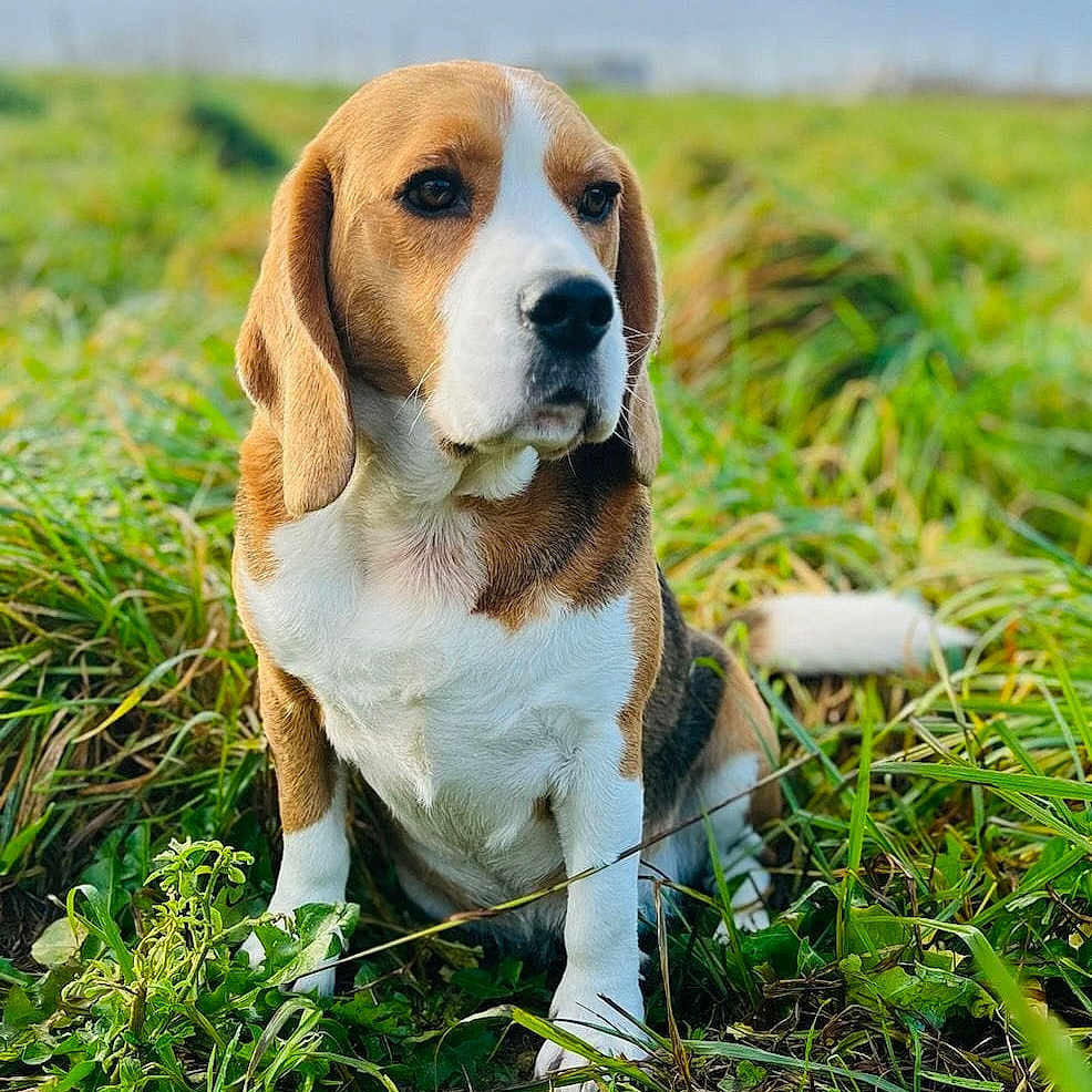 Winston a rejoint le concours — aidez-le/la à gagner de superbes lots ! animal, beagle, bulldog, canine, dog, field, grass, grassland, horizon, hound, labradorretriever, nature, outdoors, person, pet, plant, puppy, sky, snout, walkingdog