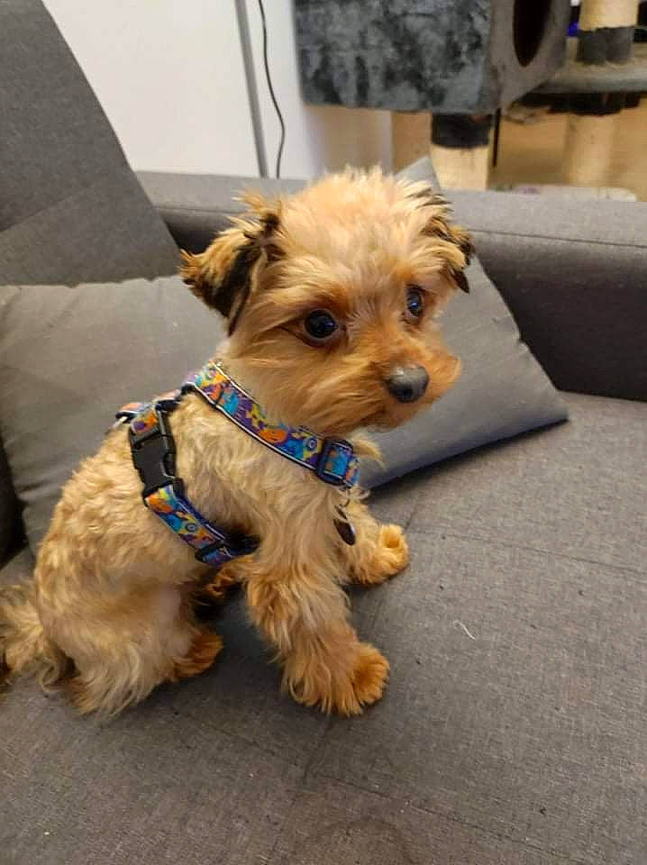 Marley a rejoint le concours — aidez-le/la à gagner de superbes lots ! carnivore, chair, collar, companion_dog, couch, dog, dog_breed, dog_clothes, dog_collar, dog_supply, fashion_accessory, fawn, fur, leash, pet_supply, small_terrier, snout, terrier, toy_dog, working_animal