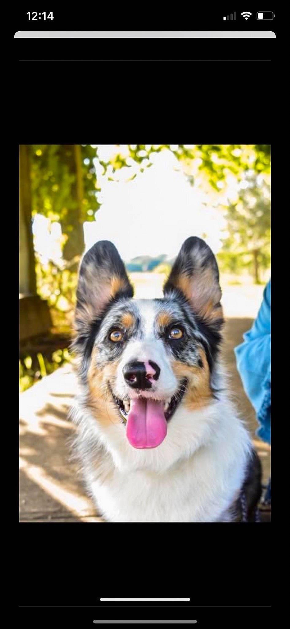 Sevie joined the competition — help win amazing prizes! art, border_collie, carnivore, collar, companion_dog, dog, dog_breed, fur, happy, herding_dog, plant, rectangle, sled_dog, snout, stock_photography, terrestrial_animal, tree, whiskers, working_animal, working_dog