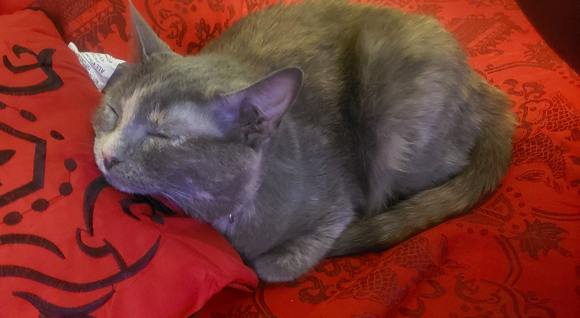 Opal is registered to the contest to win money with this photo: abyssinian, animal, architecture, armchair, blanket, building, cat, chair, couch, cushion, furniture, homedecor, kitten, linen, manx, person, pet, siamese, sleeping, velvet