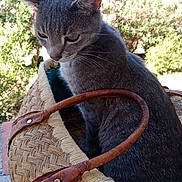 Menfils participe au concours pour gagner de l'argent avec cette photo : animal, basket, cat, closeup, curious, daylight, ears, feline, flowers, fur, gray_cat, greenery, leather_handle, nature, outdoor, pet, portrait, sitting, whiskers, woven_basket