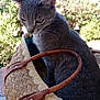 animal, basket, cat, closeup, curious, daylight, ears, feline, flowers, fur, gray_cat, greenery, leather_handle, nature, outdoor, pet, portrait, sitting, whiskers, woven_basket