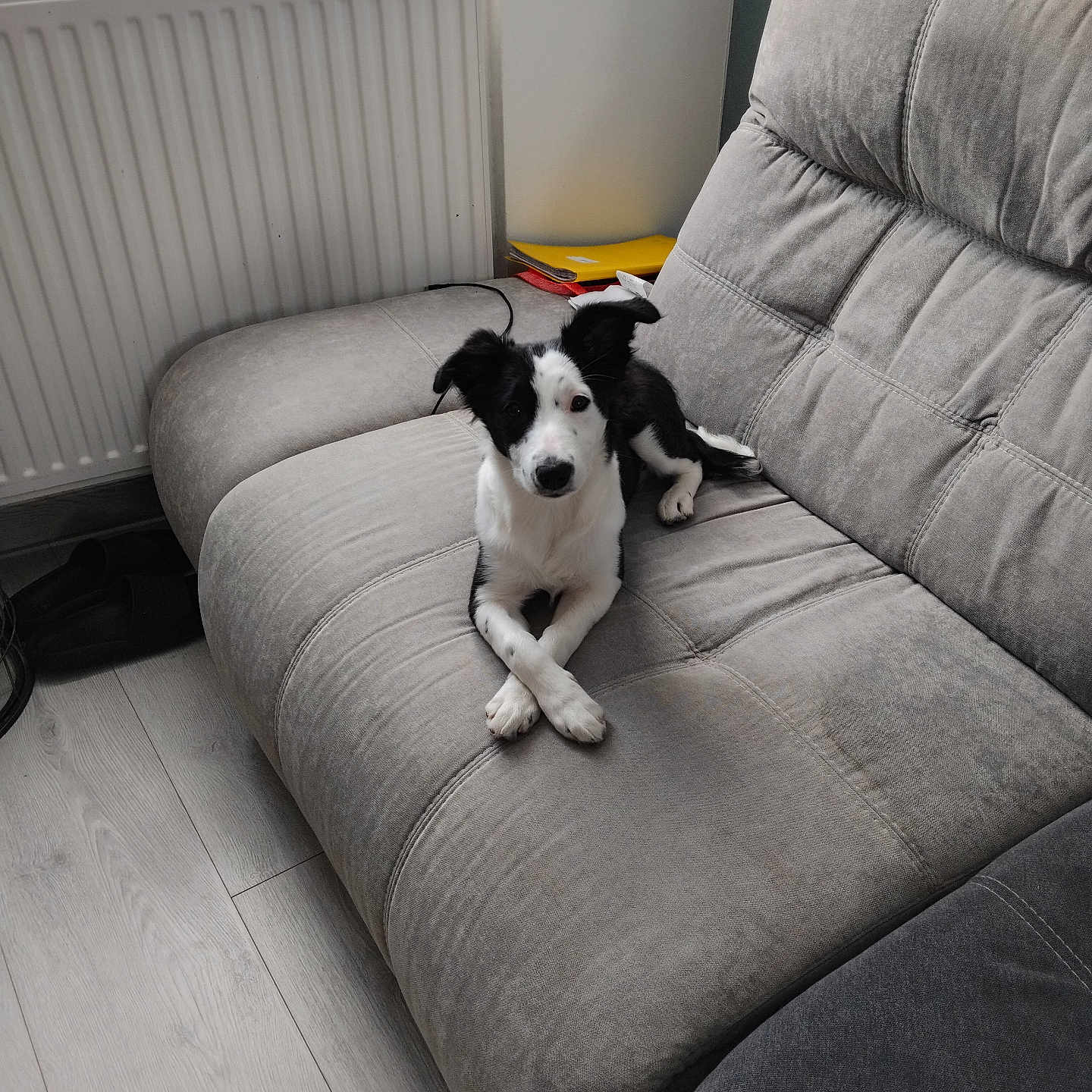 Rime a rejoint le concours — aidez-le/la à gagner de superbes lots ! dog, puppy, black_and_white, sofa, couch, indoor, pet, animal, floor, radiator, window, light, relaxing, furniture, domestic, canine, crossed_paws, gray, calm, cozy