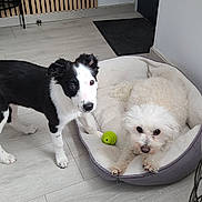 Rime participe au concours pour gagner de l'argent avec cette photo : dog, puppy, black_and_white_dog, white_dog, pet_bed, toy, floor, indoor, curious, fluffy, resting, cozy, modern_interior, wood_floor, door, mat, wall, cute, animal, companion