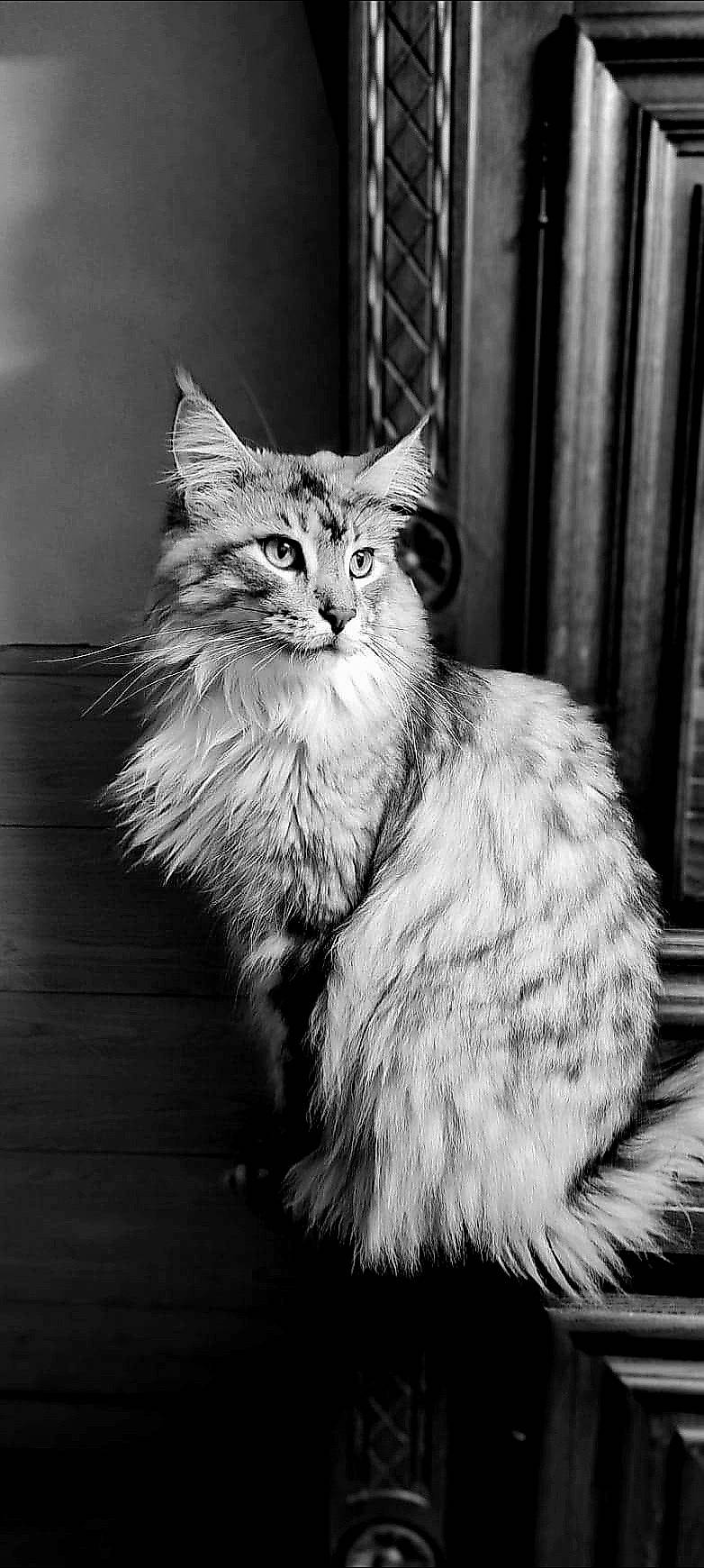 Reva a rejoint le concours — aidez-le/la à gagner de superbes lots ! black_and_white, carnivore, cat, curtain, domestic_short_haired_cat, felidae, fur, grey, maine_coon, monochrome, monochrome_photography, sitting, small_to_medium_sized_cats, snout, style, tail, terrestrial_animal, whiskers, wildlife, window