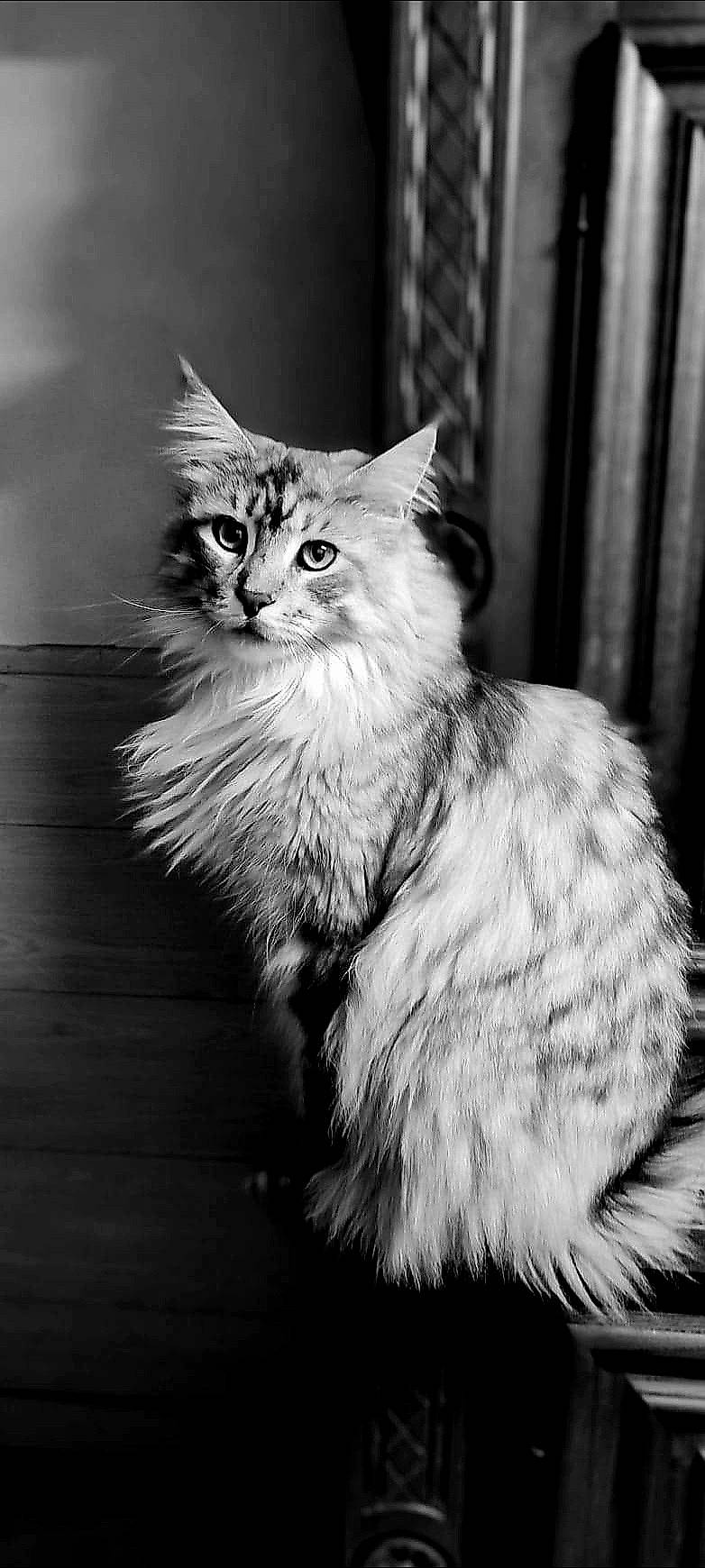 Reva participe au concours pour gagner de l'argent avec cette photo : british_longhair, carnivore, cat, curtain, eye, felidae, fur, grey, maine_coon, monochrome, monochrome_photography, paw, plant, small_to_medium_sized_cats, snout, style, tail, terrestrial_animal, whiskers, window