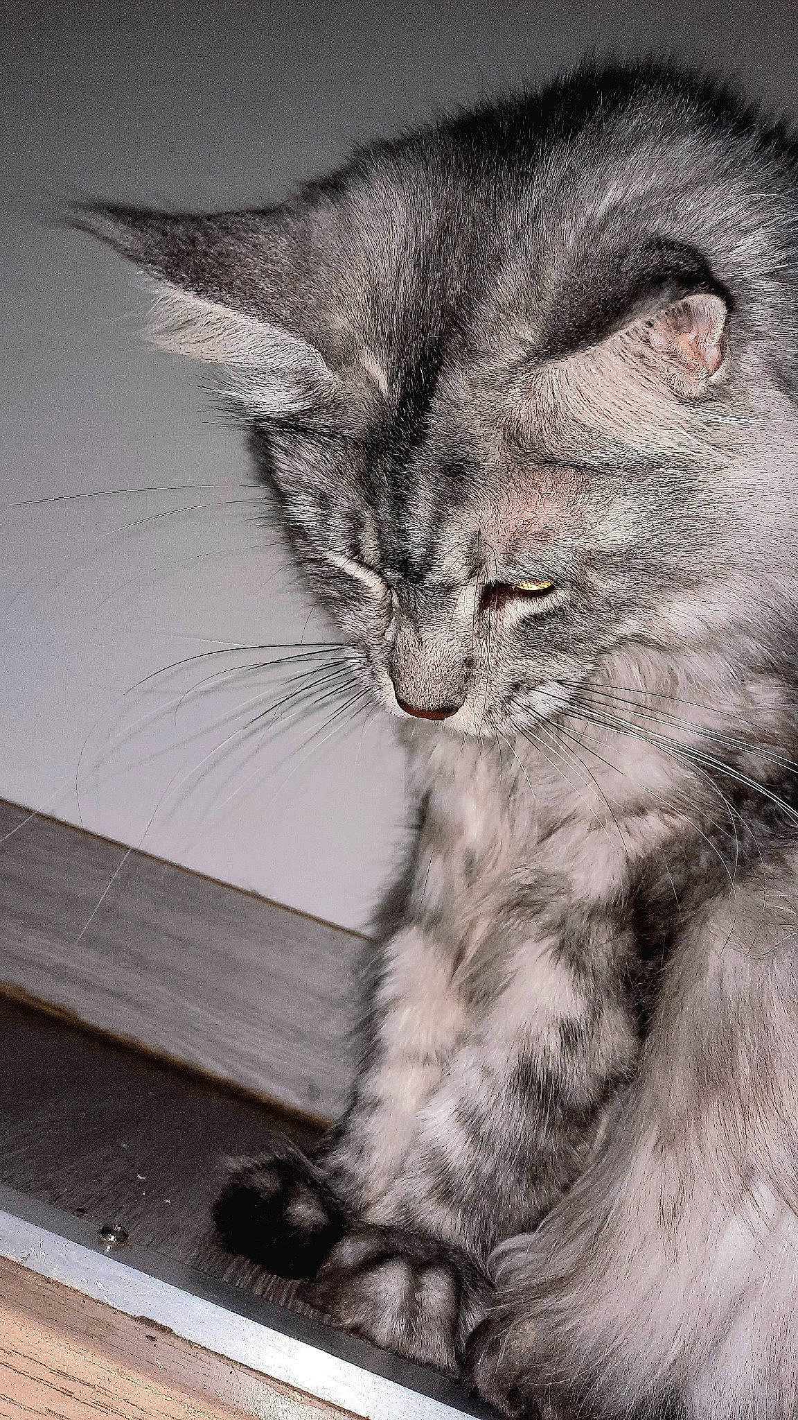 Reva participe au concours pour gagner de l'argent avec cette photo : art, carnivore, cat, claw, domestic_short_haired_cat, felidae, fur, grey, monochrome, monochrome_photography, paw, small_to_medium_sized_cats, snout, tail, terrestrial_animal, whiskers, wildlife, wood